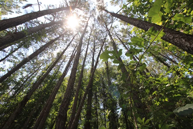 Tree canopy from the ground