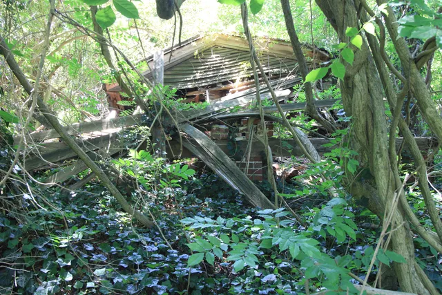 Existing structure among the trees