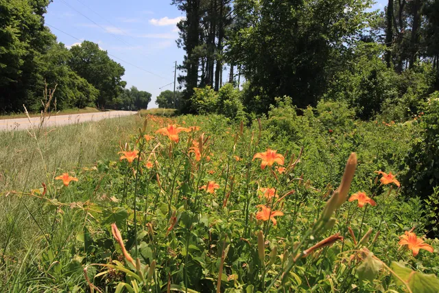 Flowers along the roadside