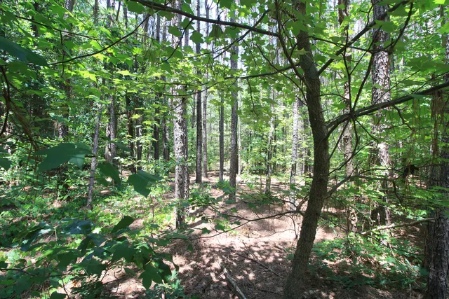Woodland detail at ground level