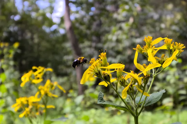 Wildflowers and a pollinator